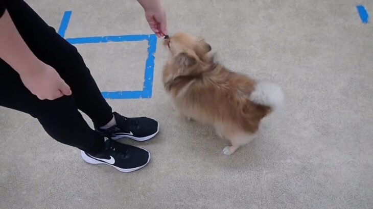 犬の幼稚園 くるみちゃんとトレーニング