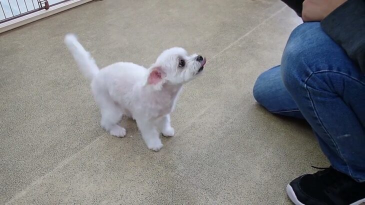 犬の幼稚園 おもちちゃんとトレーニング