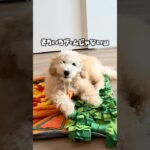 ゲームの趣旨を間違える子犬w #shorts #puppy #トイプードル #犬#toypoodle #しつけ #gamer #おもしろ