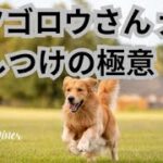 wan005ムツゴロウさん 犬のしつけの極意！