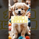 【犬 0歳 人間】0歳の愛犬は人間で何歳？成長ステージとしつけポイント#犬 #可愛い #犬のいる生活 #ペット #shorts