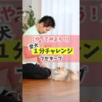 愛犬と一緒に1分間チャレンジ！フセキープ編#犬のしつけ #犬のいる暮らし #dog