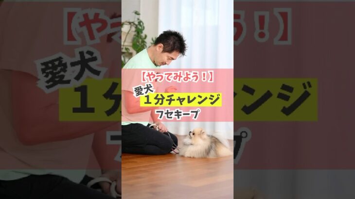 愛犬と一緒に1分間チャレンジ！フセキープ編#犬のしつけ #犬のいる暮らし #dog