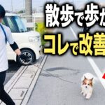 【犬しつけ】お散歩で歩かない悩みはコレで15分で改善できます！