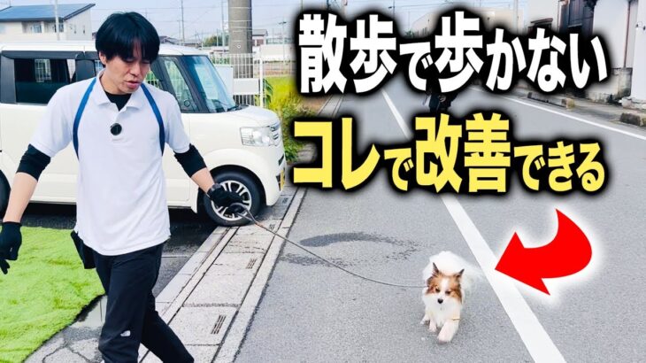 【犬しつけ】お散歩で歩かない悩みはコレで15分で改善できます！