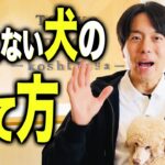 【犬しつけ】吠え癖で悩む犬のしつけ法3選【プロドッグトレーナー解説】