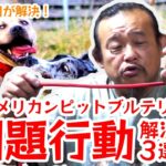 【解決3選】ピットブルテリアの問題行動！