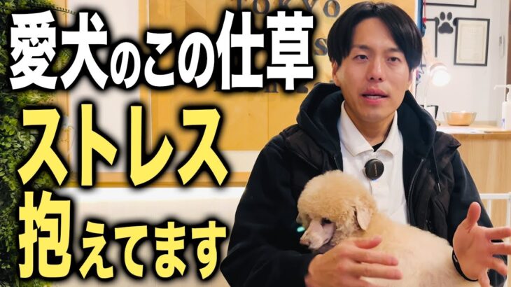 この仕草注意！愛犬のストレスの見分け方と対処法3選【ドッグトレーナー解説】