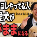 【犬しつけ】愛犬をわがままにさせない生活環境作り3選【ドッグトレーナー解説】