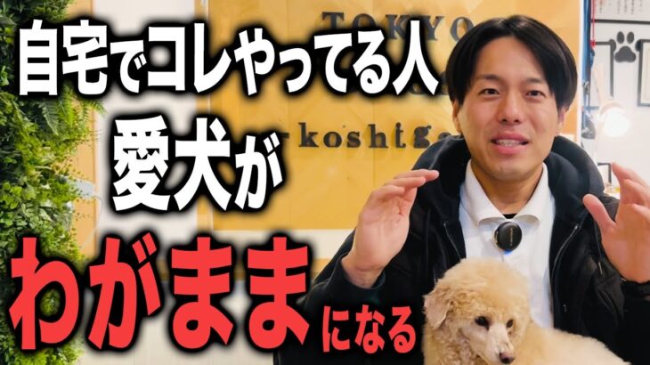 【犬しつけ】愛犬をわがままにさせない生活環境作り3選【ドッグトレーナー解説】