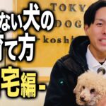 愛犬の吠え癖で悩んでいる時のしつけ対処法4選（自宅編）【ドッグトレーナー解説】