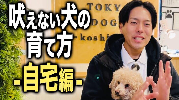 愛犬の吠え癖で悩んでいる時のしつけ対処法4選（自宅編）【ドッグトレーナー解説】