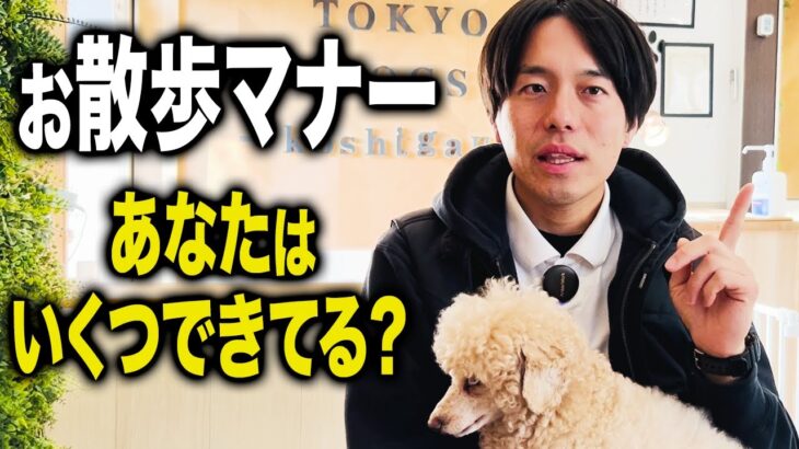 【犬しつけ】お散歩で絶対に知ってほしいマナー5選【ドッグトレーナー解説】