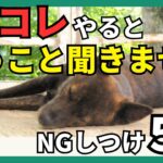 犬のしつけでやってはいけない5つのこと