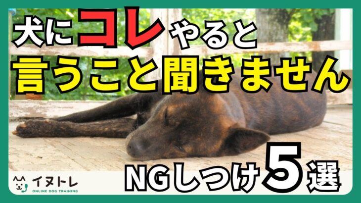 犬のしつけでやってはいけない5つのこと