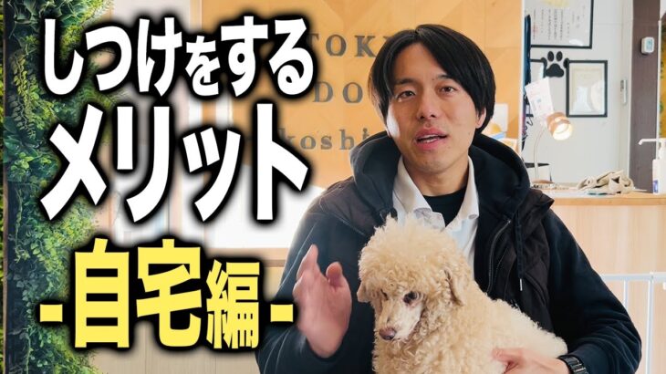 【犬のしつけ】愛犬のしつけをするメリット5選！家計編