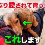 孫のように大切に育てられた犬だけが見せる仕草6選【完全解説】