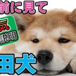 「秋田犬初心者必見！性格・お世話・しつけのすべて」_#世界の犬猫動物CH