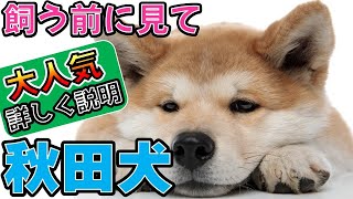 「秋田犬初心者必見！性格・お世話・しつけのすべて」_#世界の犬猫動物CH