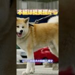 【本編は概要欄から】「秋田犬初心者必見！性格・お世話・しつけのすべて」_#世界の犬猫動物CH_#shorts