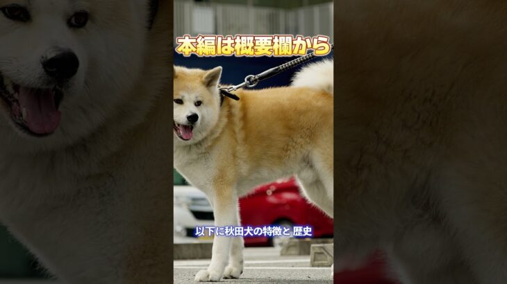 【本編は概要欄から】「秋田犬初心者必見！性格・お世話・しつけのすべて」_#世界の犬猫動物CH_#shorts