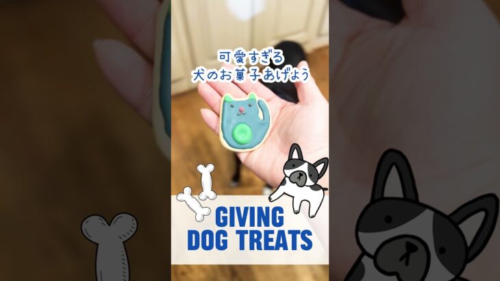 犬に可愛い犬用クッキーをあげたよ！I gave my dogs cute dog cookies 【3児シンママのアメリカと日本生活】 #dog #doglife #doglover