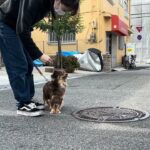 MIX犬の”クウくん”と散歩トレーニング！