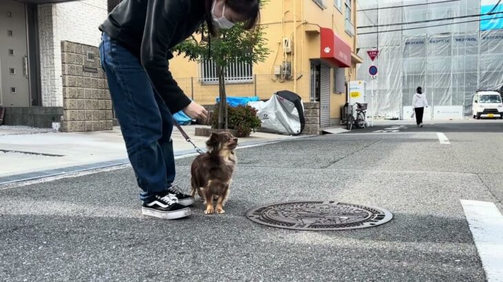 MIX犬の”クウくん”と散歩トレーニング！