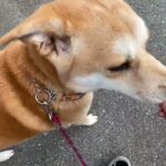 MIX犬の”かむちゃん”と散歩トレーニング！