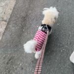 MIX犬の”もこちゃん”と散歩トレーニング！