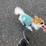 MIX犬の”むぎちゃん”と散歩トレーニング！