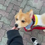 MIX犬の”コタロウくん”と散歩トレーニング！