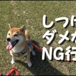 【初心者必見】犬のしつけでやってはいけないNG行為4つ　配慮や理解をしてあげるべきポイントを解説