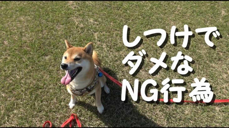 【初心者必見】犬のしつけでやってはいけないNG行為4つ　配慮や理解をしてあげるべきポイントを解説