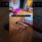 ゆうこと聞かない時がさせるチャンス　犬のしつけ　ドッグトレーニング　ドッグトレーナー　飼い主の教育　＃Shorts