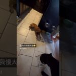 我慢大会　犬のしつけ　ドッグトレーニング　ドッグトレーナー　飼い主の教育　＃Shorts