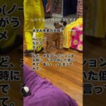 最強の犬語　犬のしつけ　ドッグトレーニング　ドッグトレーナー　飼い主の教育　＃Shorts