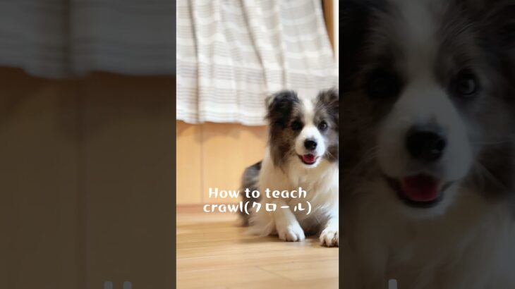 【中級トリック】 crawl(クロール) クリッカーを使用した教え方　#犬#ボーダーコリー #しつけ#クリッカー#犬芸#dog#bordercollie#tricks