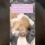 しつけの仕方に煩悶する飼い主😵‍💫 #シーズー #シーズー子犬 #cute #puppy #shihtzu #pets #癒し #犬のいる生活 #shorts