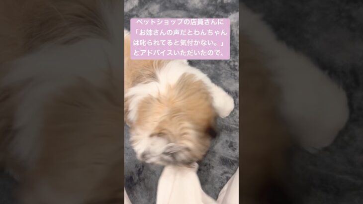 しつけの仕方に煩悶する飼い主😵‍💫 #シーズー #シーズー子犬 #cute #puppy #shihtzu #pets #癒し #犬のいる生活 #shorts