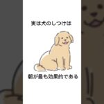 愛犬に関する面白い雑学【柴犬】#犬 #柴犬 #トイプードル #雑学 #dog #しつけ