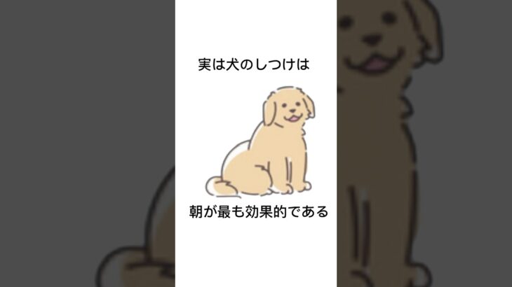 愛犬に関する面白い雑学【柴犬】#犬 #柴犬 #トイプードル #雑学 #dog #しつけ