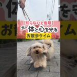 せっかくのお散歩、最高のものにしたいねー！#犬のしつけ #犬のいる暮らし #dog