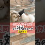 犬同士の関係をより良いものにするには？#犬のしつけ #犬のいる暮らし #dog