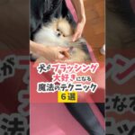 犬は本来、ブラッシングって大好きです！#犬のしつけ #犬のいる暮らし #dog