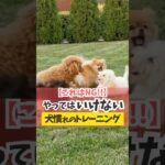 犬慣れのトレーニングはとっても大事！#犬のしつけ #犬のいる暮らし #dog