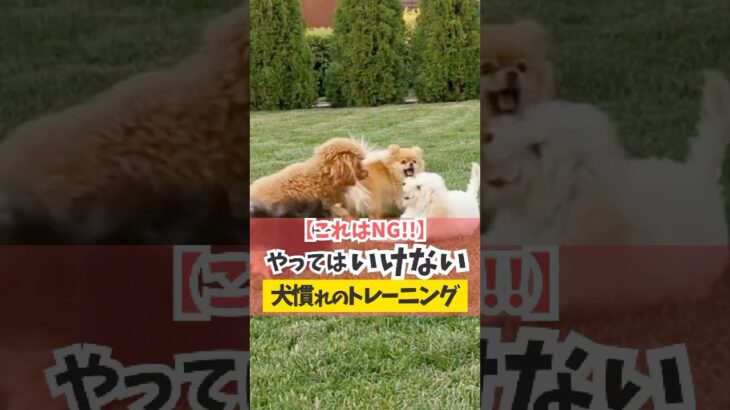 犬慣れのトレーニングはとっても大事！#犬のしつけ #犬のいる暮らし #dog