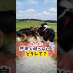 愛犬が他の犬とご挨拶できない！#犬のしつけ #犬のいる暮らし #dog