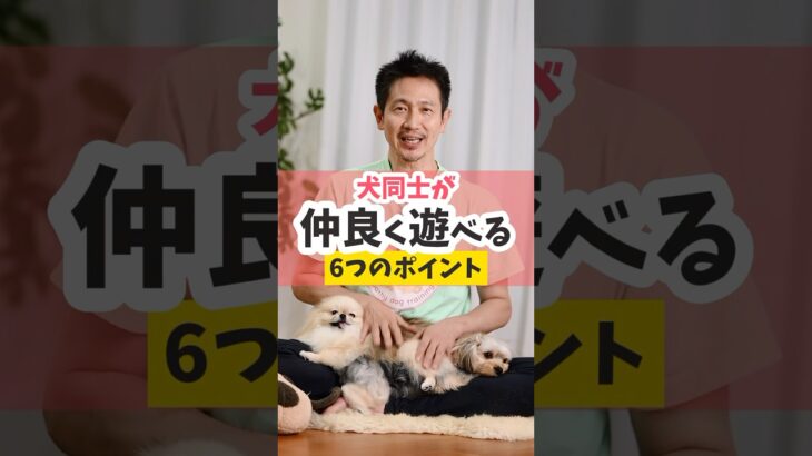 犬たちが仲良くなるための『飼い主が守るべきルール』とは？#犬のいる暮らし #犬のしつけ #dog