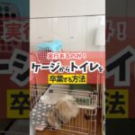 トイレはケージの中ではできるんだけど…#犬のしつけ #犬のいる暮らし #dog